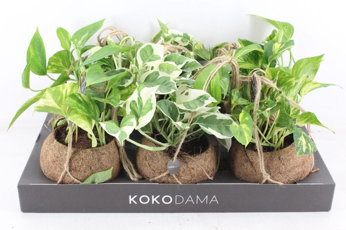 <h4>arr3 Kokoplant - Scindapsus mix</h4>