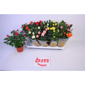 RO B MONDE GEM 6 SRT
