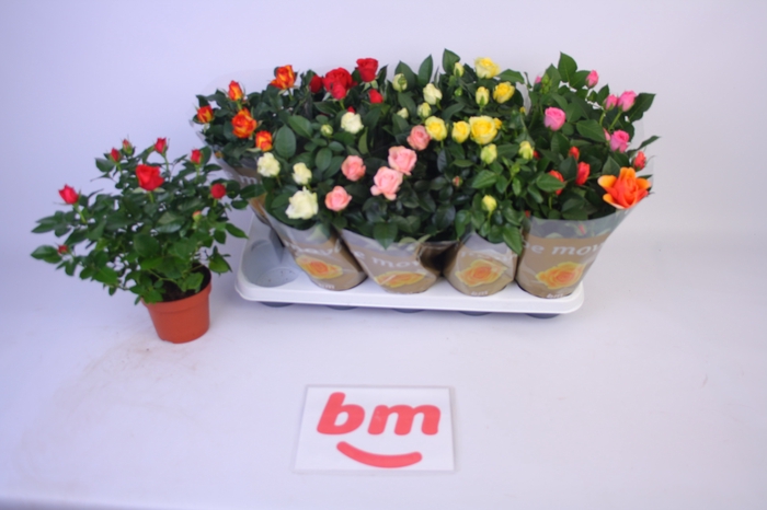<h4>RO B MONDE GEM 6 SRT</h4>