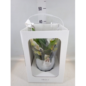 Phalaenopsis   ...white