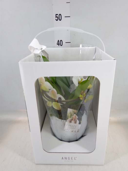 <h4>Phalaenopsis   ...white</h4>