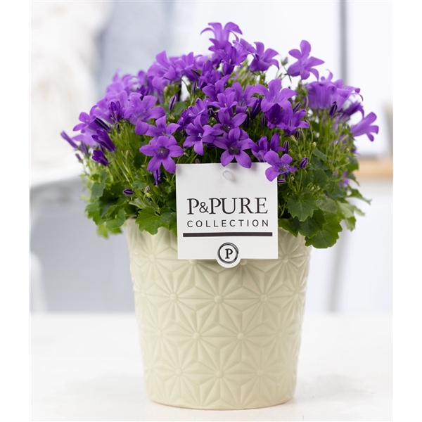 <h4>Campanula "Porto LL" Pure Juliette</h4>