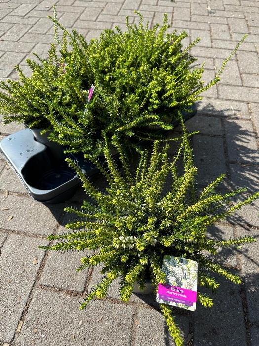 <h4>Erica darl. 'White Perfection'</h4>