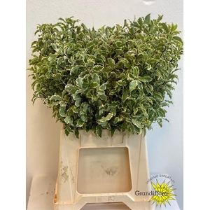 Pitto Nigra 150 Gram GF