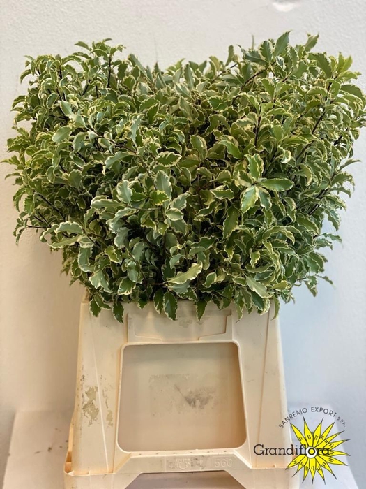 <h4>Pitto Nigra 150 Gram GF</h4>