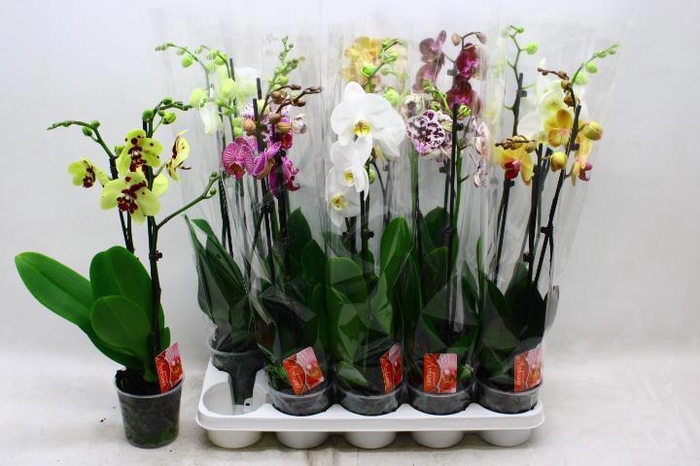 <h4>PHAL GEM 7 KL</h4>