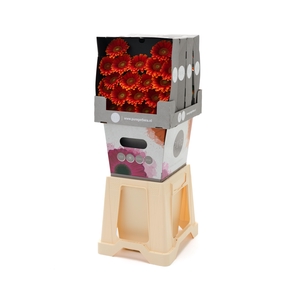 Germini Juanita Diamond