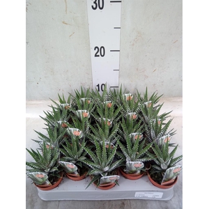 Haworthia fasciata 'Big Band'