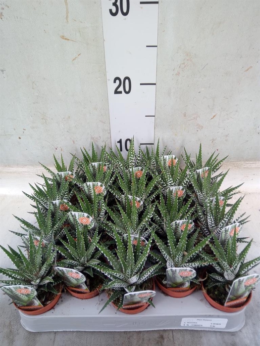 <h4>Haworthia fasciata 'Big Band'</h4>
