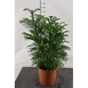 Araucaria 24 Cm. P. Heterophylla 3 P. P. 75 Cm H