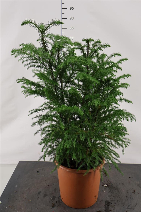 <h4>Araucaria 24 Cm. P. Heterophylla 3 P. P. 75 Cm H</h4>