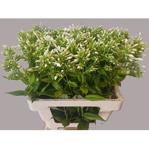 PHLOX P DAVID
