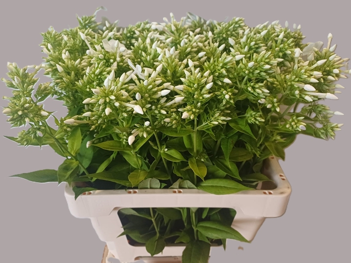 <h4>PHLOX P DAVID</h4>