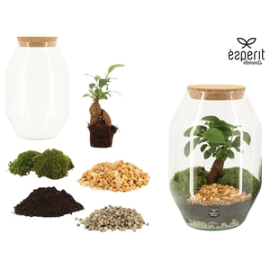 90864: DIY Terrarium Large Diamond D17 / H25