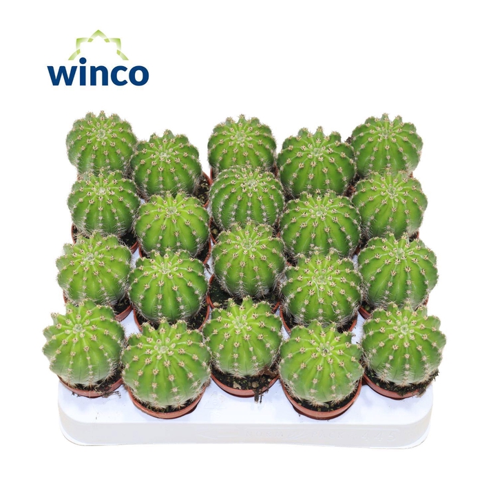 Echinopsis Multiplex