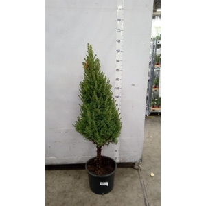 Picea glauca 'Conica'