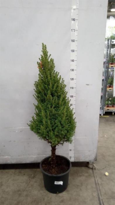 <h4>Picea glauca 'Conica'</h4>