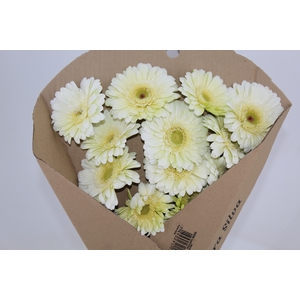 GERBERA SNOWBALL > 10 CM DIAM < 050 CM BRANCO