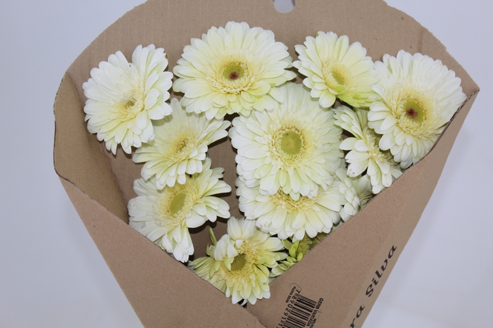 <h4>GERBERA SNOWBALL > 10 CM DIAM < 050 CM BRANCO</h4>