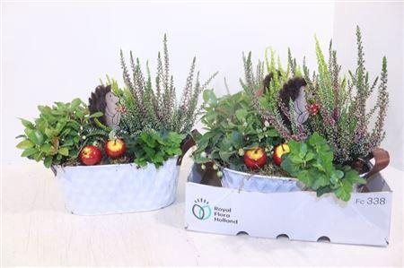 <h4>Arr Tuinplanten</h4>