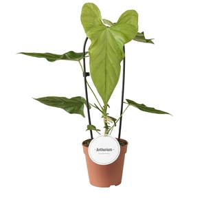 Anthurium Balaoanum
