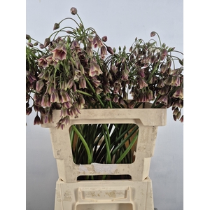 ALLIUM NECT SIC ARTSTIEK