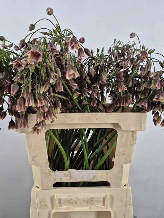 ALLIUM NECT SIC ARTSTIEK