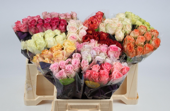 <h4>R GR GEM IN FUST</h4>