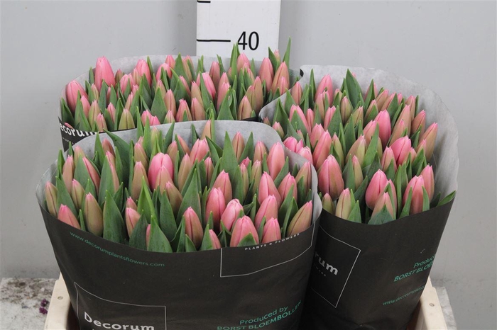 <h4>Tu En Milkshake</h4>