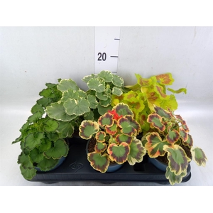 Pelargonium zona.   ...