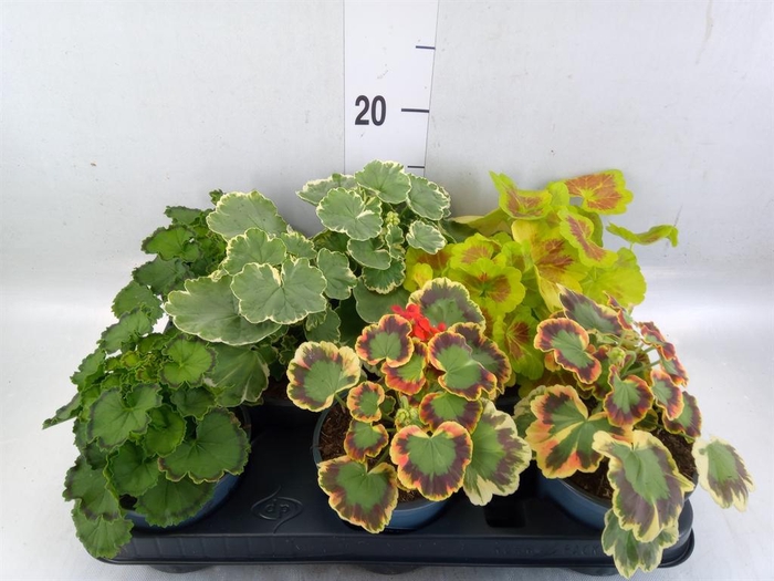 <h4>Pelargonium zona.   ...</h4>