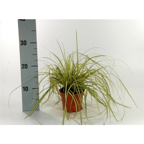 <h4>Carex 'Evergold' p12</h4>