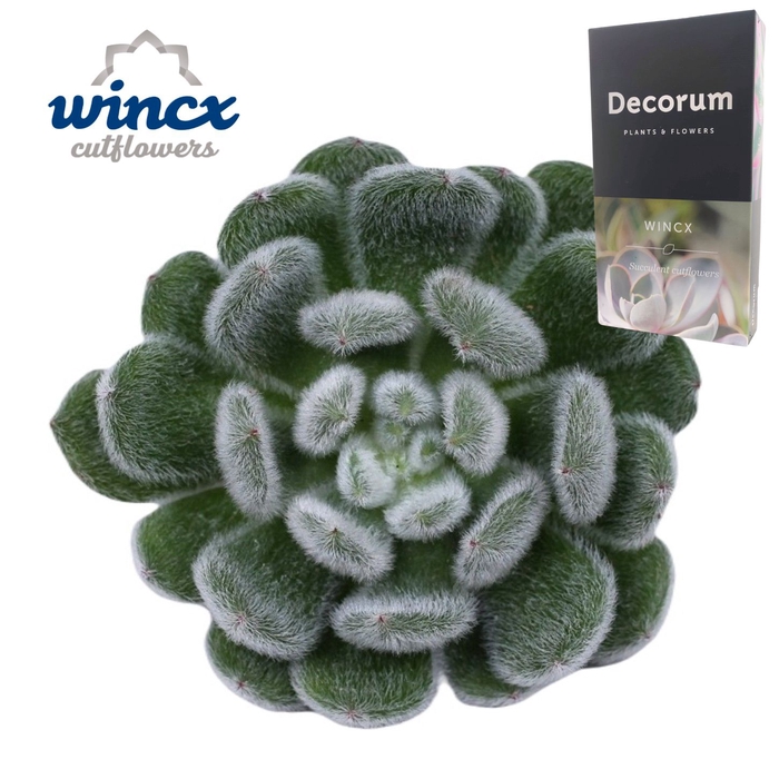 <h4>Echeveria Green Velvet Cutflower Wincx-8cm</h4>