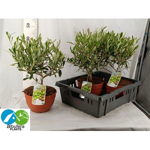 OLEA EUROPAEA