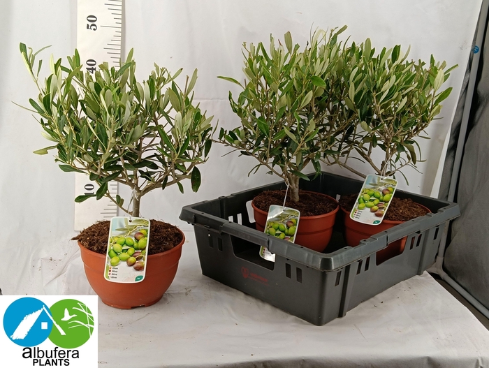 <h4>OLEA EUROPAEA</h4>