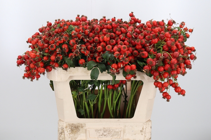 <h4>Rosa Mandarin Hiphop</h4>