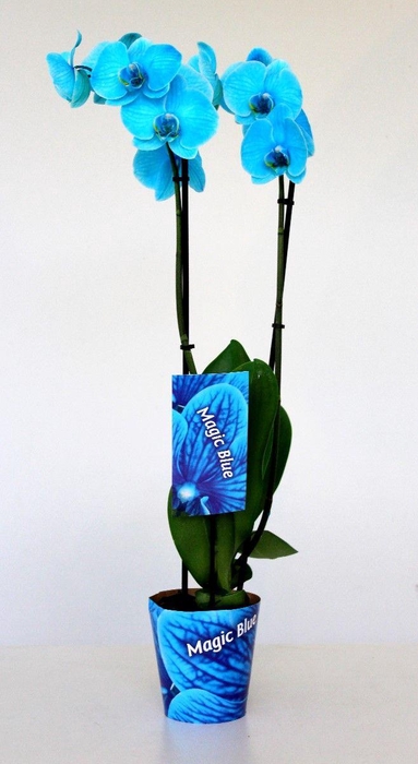 <h4>Wonder Light Blue 2 tak</h4>