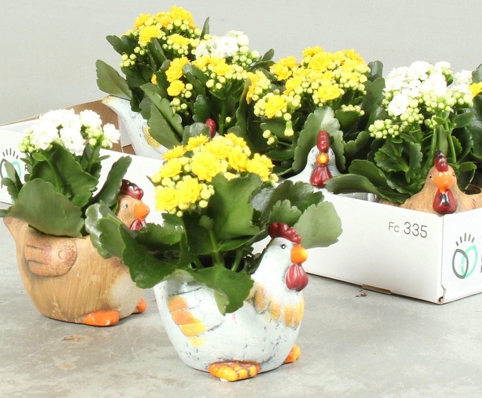 <h4>ARR KAMERPL</h4>