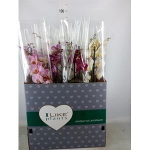 Phalaenopsis   ...mix