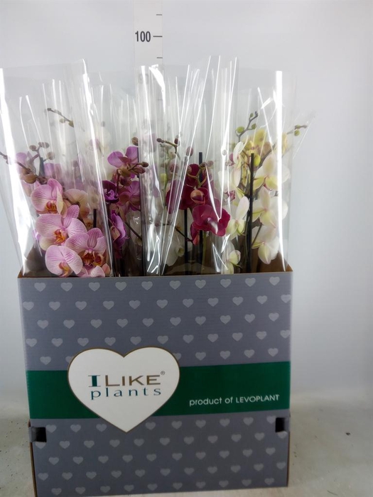 <h4>Phalaenopsis   ...mix</h4>