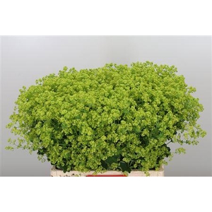 ALCHEMILLA MOLLIS  ROBUSTICA