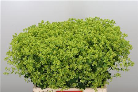 <h4>ALCHEMILLA MOLLIS  ROBUSTICA</h4>