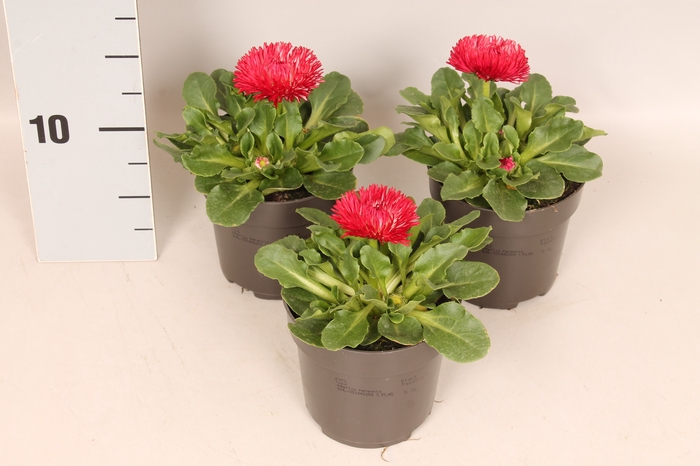 <h4>Bellis perennis Bam Bam Red</h4>