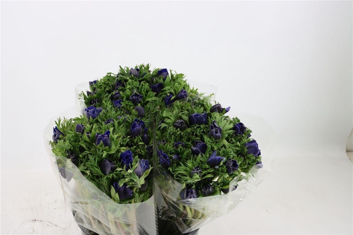 <h4>Anem Marianne Blue</h4>