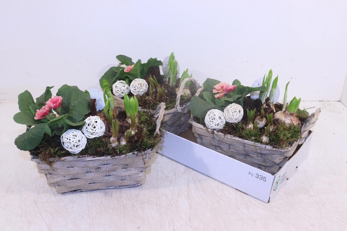 <h4>Arr Tuinplanten</h4>