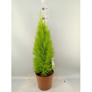 Cupressus macro. 'Goldcrest Wilma'