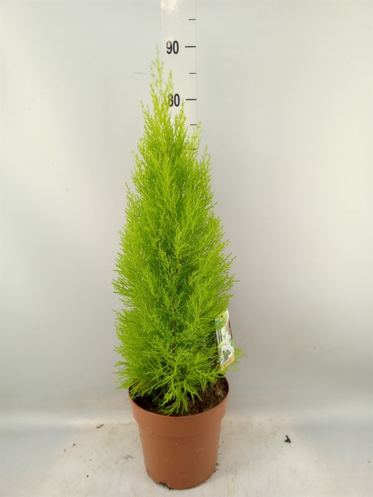 <h4>Cupressus macro. 'Goldcrest Wilma'</h4>
