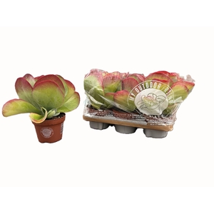 Kalanchoe NF thyrsiflora