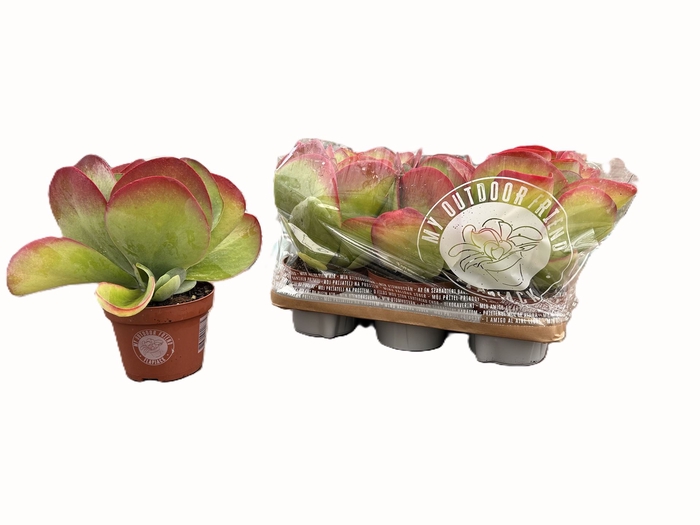 <h4>Kalanchoe NF thyrsiflora</h4>