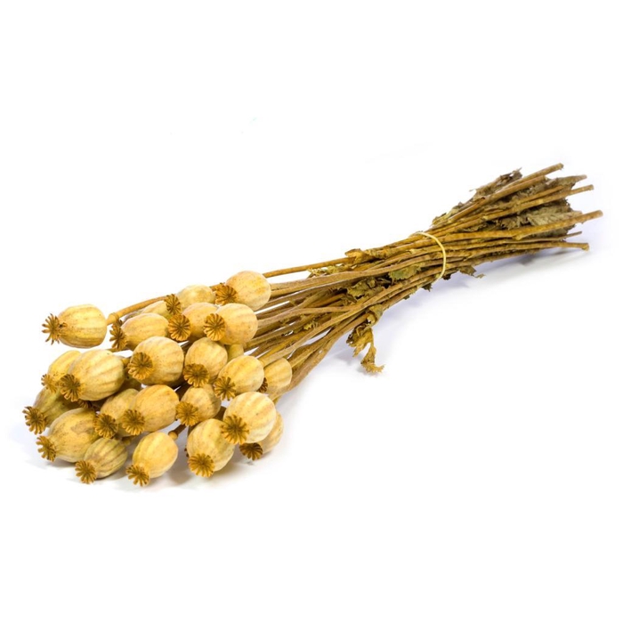 <h4>Papaver Yellow</h4>